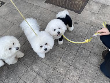 ビションフリーゼ　おもち  おもマッサージの日 IMG_1668-380x285