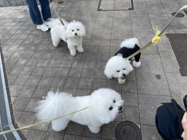 ビションフリーゼ　おもち  おもマッサージの日 IMG_1670-380x285