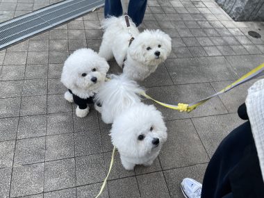 ビションフリーゼ　おもち  おもマッサージの日 IMG_1674-380x285