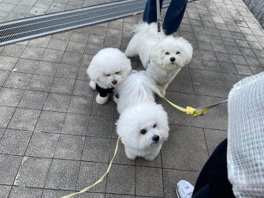 ビションフリーゼ　おもち  おもマッサージの日 IMG_1675-380x285