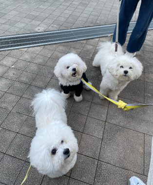 ビションフリーゼ　おもち  おもマッサージの日 IMG_1677-314x380