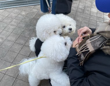 ビションフリーゼ　おもち  おもマッサージの日 IMG_1681-380x300