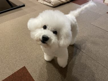 ビションフリーゼ　おもち  おもマッサージの日 IMG_1684-380x285