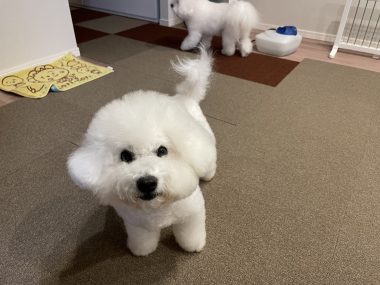 ビションフリーゼ　おもち  おもマッサージの日 IMG_1685-380x285