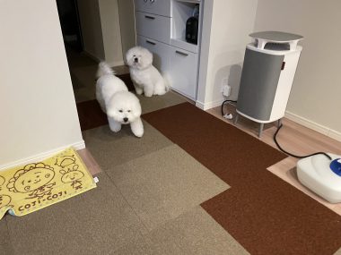 ビションフリーゼ　おもち  おもマッサージの日 IMG_1686-380x285