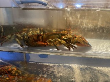 ビションフリーゼ　おもち  おもちふく海の公園 IMG_1719_Original-380x285