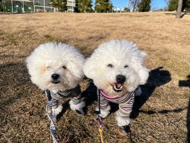 ビションフリーゼ　おもち  おもちふく海の公園 IMG_1728-380x285