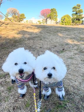 ビションフリーゼ　おもち  おもちふく海の公園 IMG_1730-285x380