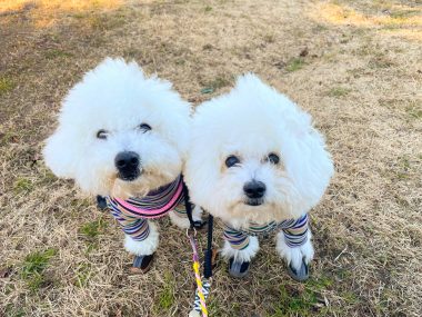 ビションフリーゼ　おもち  おもちふく海の公園 IMG_1731-380x285