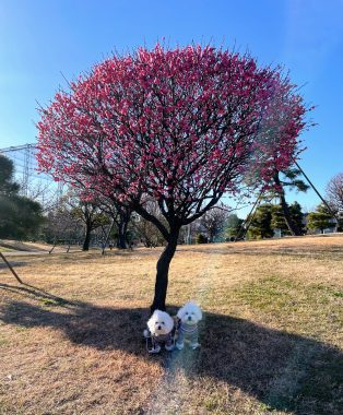 ビションフリーゼ　おもち  おもちふく海の公園 IMG_1733-314x380