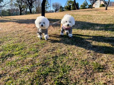 ビションフリーゼ　おもち  おもちふく海の公園 IMG_1734-380x285