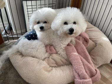 ビションフリーゼ　おもち  新年トリミング☆ IMG_1751-380x285