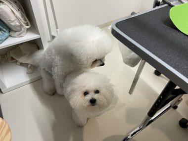 ビションフリーゼ　おもち  新年トリミング☆ IMG_1752-380x285