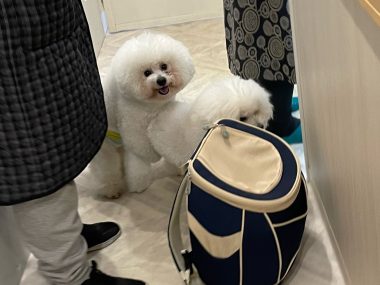 ビションフリーゼ　おもち  新年トリミング☆ IMG_1759-380x285