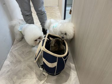 ビションフリーゼ　おもち  新年トリミング☆ IMG_1761-380x285