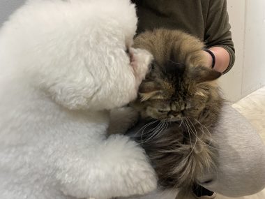 ビションフリーゼ　おもち  新年トリミング☆ IMG_1763-380x285