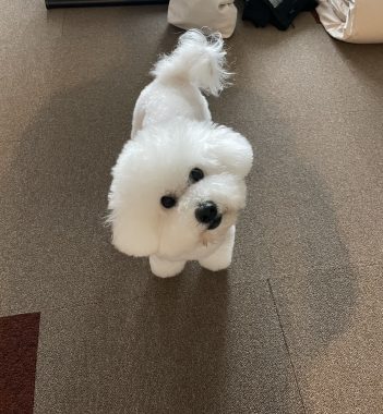 ビションフリーゼ　おもち  新年トリミング☆ IMG_1764-351x380