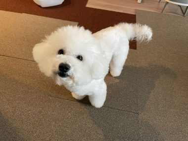 ビションフリーゼ　おもち  新年トリミング☆ IMG_1765-380x285