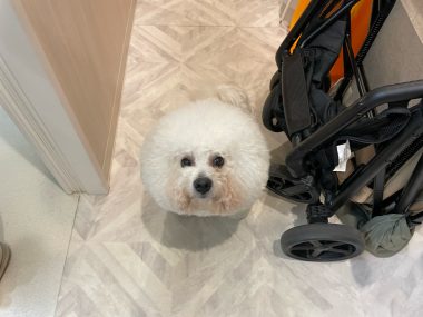 ビションフリーゼ　おもち  新年トリミング☆ IMG_1767-380x285