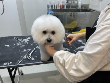 ビションフリーゼ　おもち  新年トリミング☆ IMG_1768-380x285