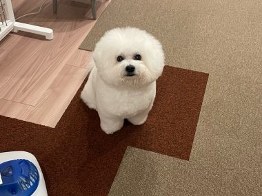 ビションフリーゼ　おもち  新年トリミング☆ IMG_1770-380x285