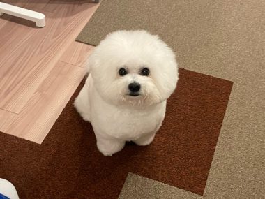 ビションフリーゼ　おもち  新年トリミング☆ IMG_1772-380x285