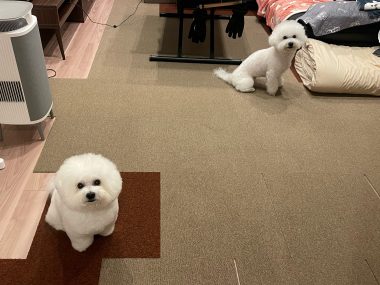 ビションフリーゼ　おもち  新年トリミング☆ IMG_1773-380x285