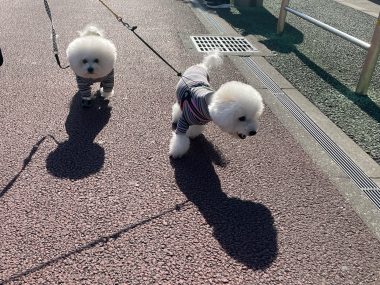 ビションフリーゼ　おもち  おも心臓検査の日 IMG_1788-380x285