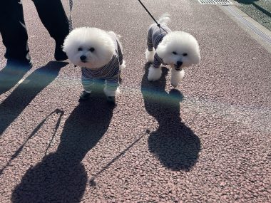 ビションフリーゼ　おもち  おも心臓検査の日 IMG_1789-380x285