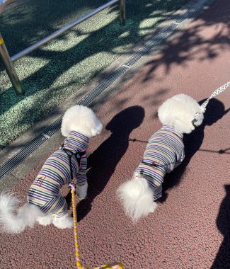 ビションフリーゼ　おもち  おも心臓検査の日 IMG_1790-325x380