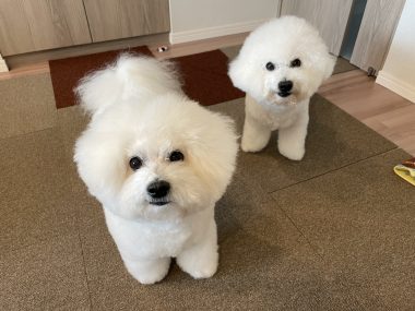 ビションフリーゼ　おもち  おも心臓検査の日 IMG_1791-380x285