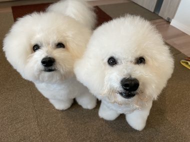 ビションフリーゼ　おもち  おも心臓検査の日 IMG_1793-380x285