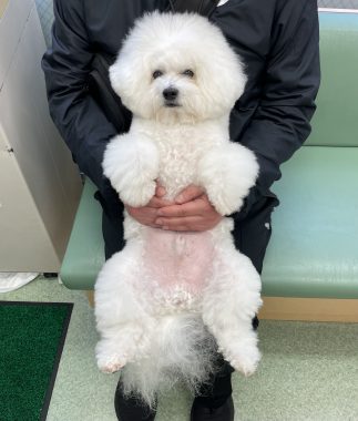 ビションフリーゼ　おもち  おも心臓検査の日 IMG_1796-323x380