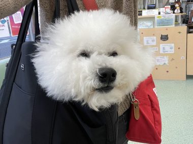 ビションフリーゼ　おもち  おも心臓検査の日 IMG_1797-380x285