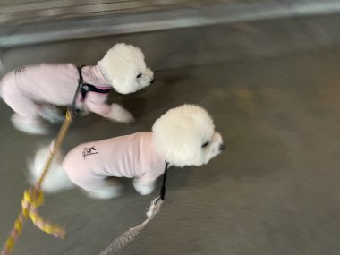 ビションフリーゼ おもち おもちふくさんぽ彡 IMG_1813-380x285 ビションフリーゼ おもち おもちふくさんぽ彡 IMG_1813-380x285