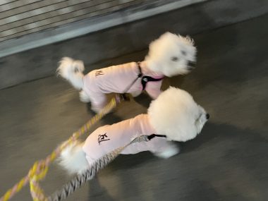 ビションフリーゼ おもち おもちふくさんぽ彡 IMG_1814-380x285 ビションフリーゼ おもち おもちふくさんぽ彡 IMG_1814-380x285