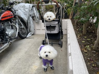 ビションフリーゼ おもち おもちふくさんぽ彡 IMG_1817-380x285 ビションフリーゼ おもち おもちふくさんぽ彡 IMG_1817-380x285