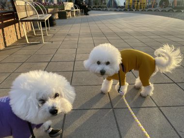 ビションフリーゼ おもち おもちふくさんぽ彡 IMG_1818-380x285 ビションフリーゼ おもち おもちふくさんぽ彡 IMG_1818-380x285