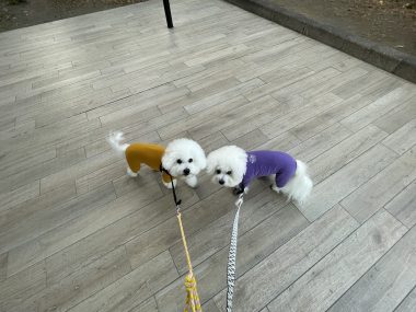 ビションフリーゼ おもち おもちふくさんぽ彡 IMG_1822-380x285 ビションフリーゼ おもち おもちふくさんぽ彡 IMG_1822-380x285