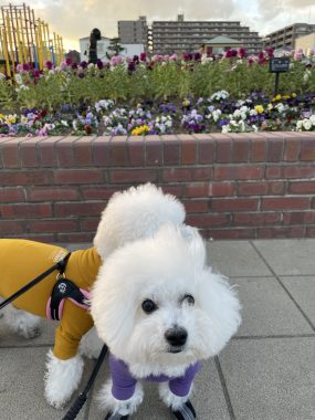 ビションフリーゼ おもち おもちふくさんぽ彡 IMG_1825-scaled-e1769155970464-285x380 ビションフリーゼ おもち おもちふくさんぽ彡 IMG_1825-scaled-e1769155970464-285x380