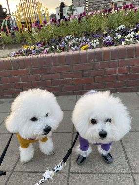 ビションフリーゼ おもち おもちふくさんぽ彡 IMG_1826-scaled-e1769156016356-285x380 ビションフリーゼ おもち おもちふくさんぽ彡 IMG_1826-scaled-e1769156016356-285x380