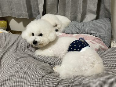 ビションフリーゼ おもち おもちふくさんぽ彡 IMG_1828-380x285 ビションフリーゼ おもち おもちふくさんぽ彡 IMG_1828-380x285