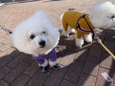 ビションフリーゼ　おもち  おもちふくおじさんぽ彡 IMG_1837-380x285