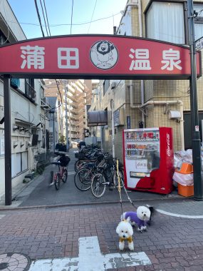 ビションフリーゼ　おもち  おもちふくおじさんぽ彡 IMG_1840-285x380