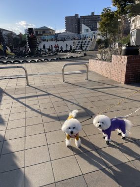 ビションフリーゼ　おもち  おもちふくおじさんぽ彡 IMG_1846-scaled-e1769356319252-285x380