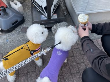 ビションフリーゼ　おもち  おもちふくおじさんぽ彡 IMG_1850-380x285