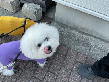 ビションフリーゼ　おもち  おもちふくおじさんぽ彡 IMG_1852-380x285