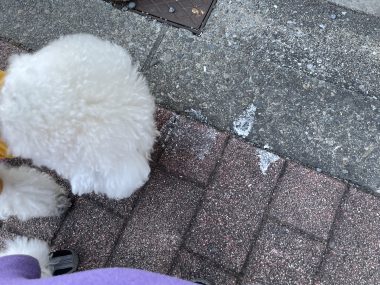 ビションフリーゼ　おもち  おもちふくおじさんぽ彡 IMG_1854-380x285