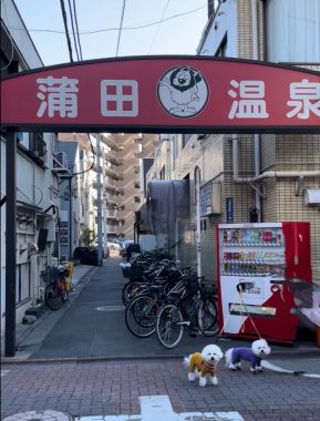 ビションフリーゼ　おもち  おもちふくおじさんぽ彡 IMG_1855-289x380