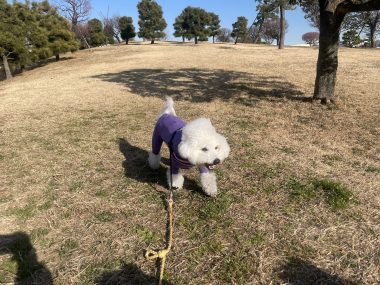 ビションフリーゼ　おもち  おもちふく海の公園 IMG_1881-380x285